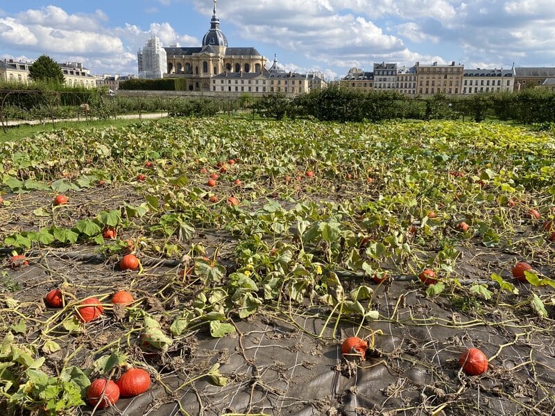 pumpkin field versailles