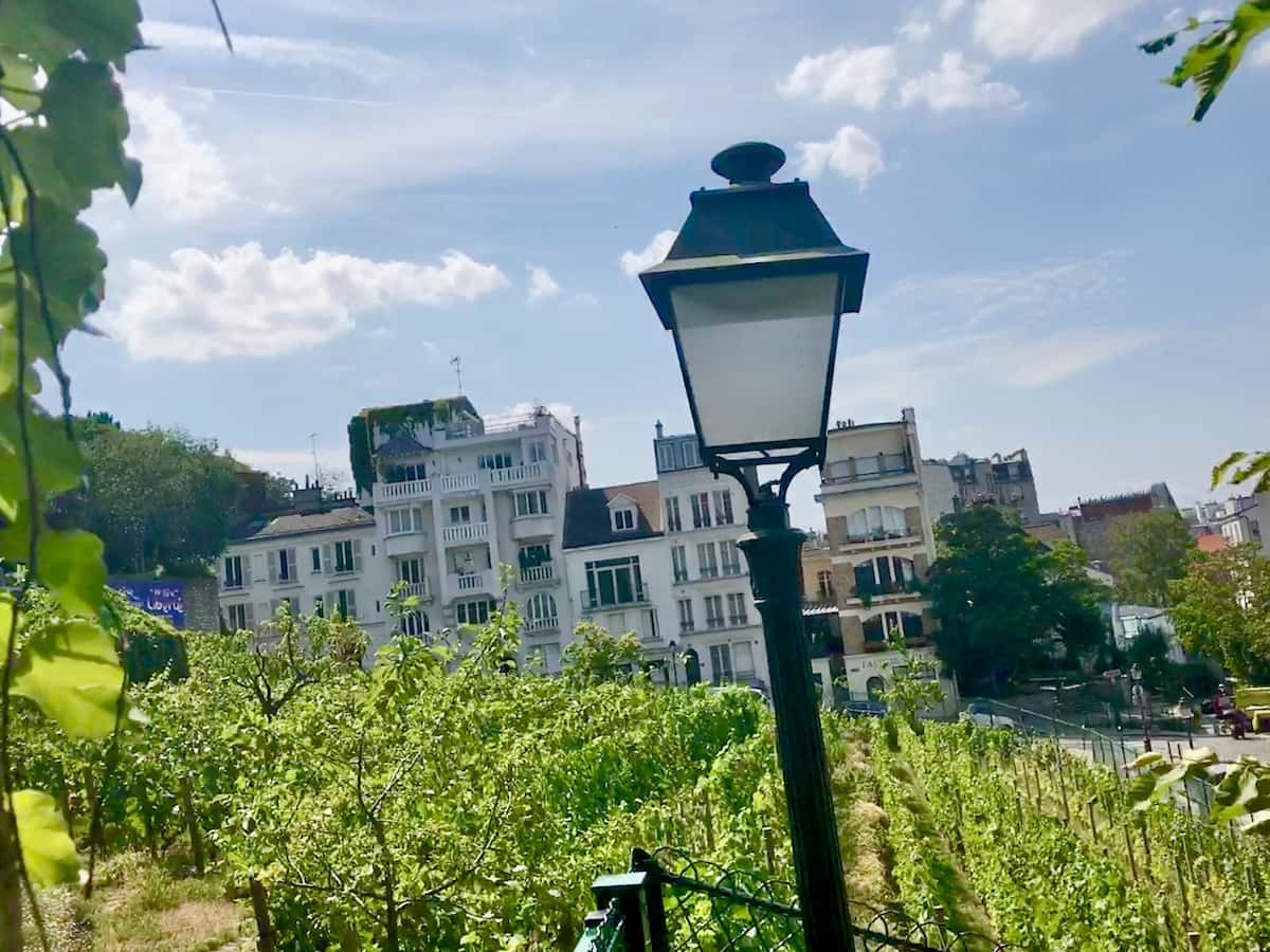 sloping vineyard with bright green leaves in summer in Montmartre