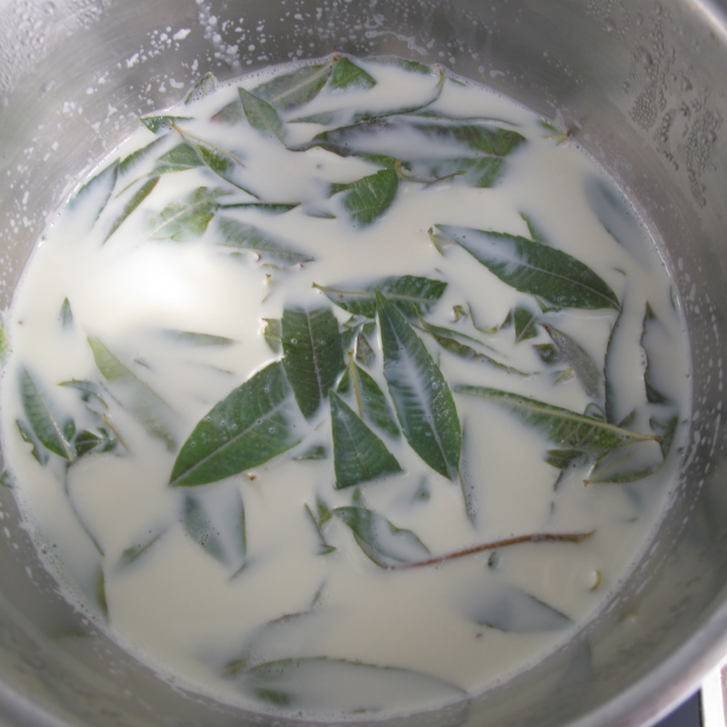 infusing fresh lemon verbena