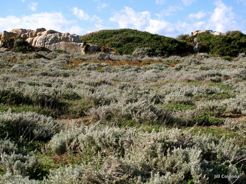 the wild herbs of the typical Corsican maquis or undergrowth