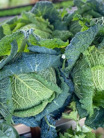 Savoy curly cabbages at the French market