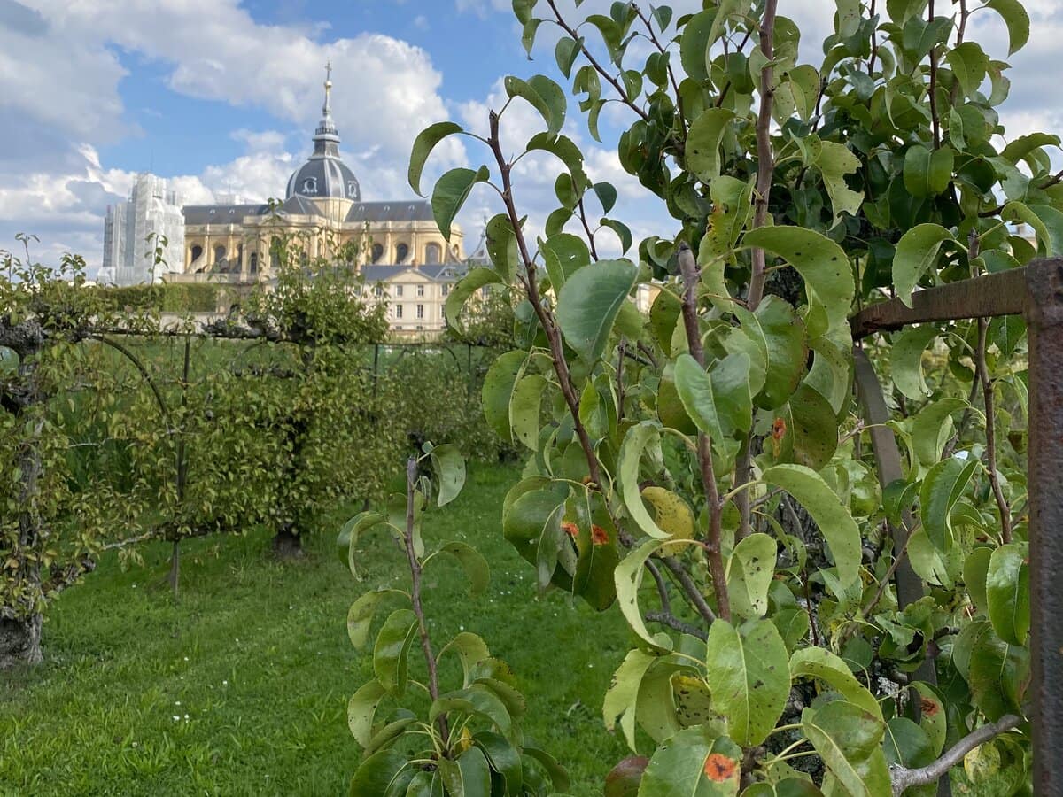 the orchard pear trees