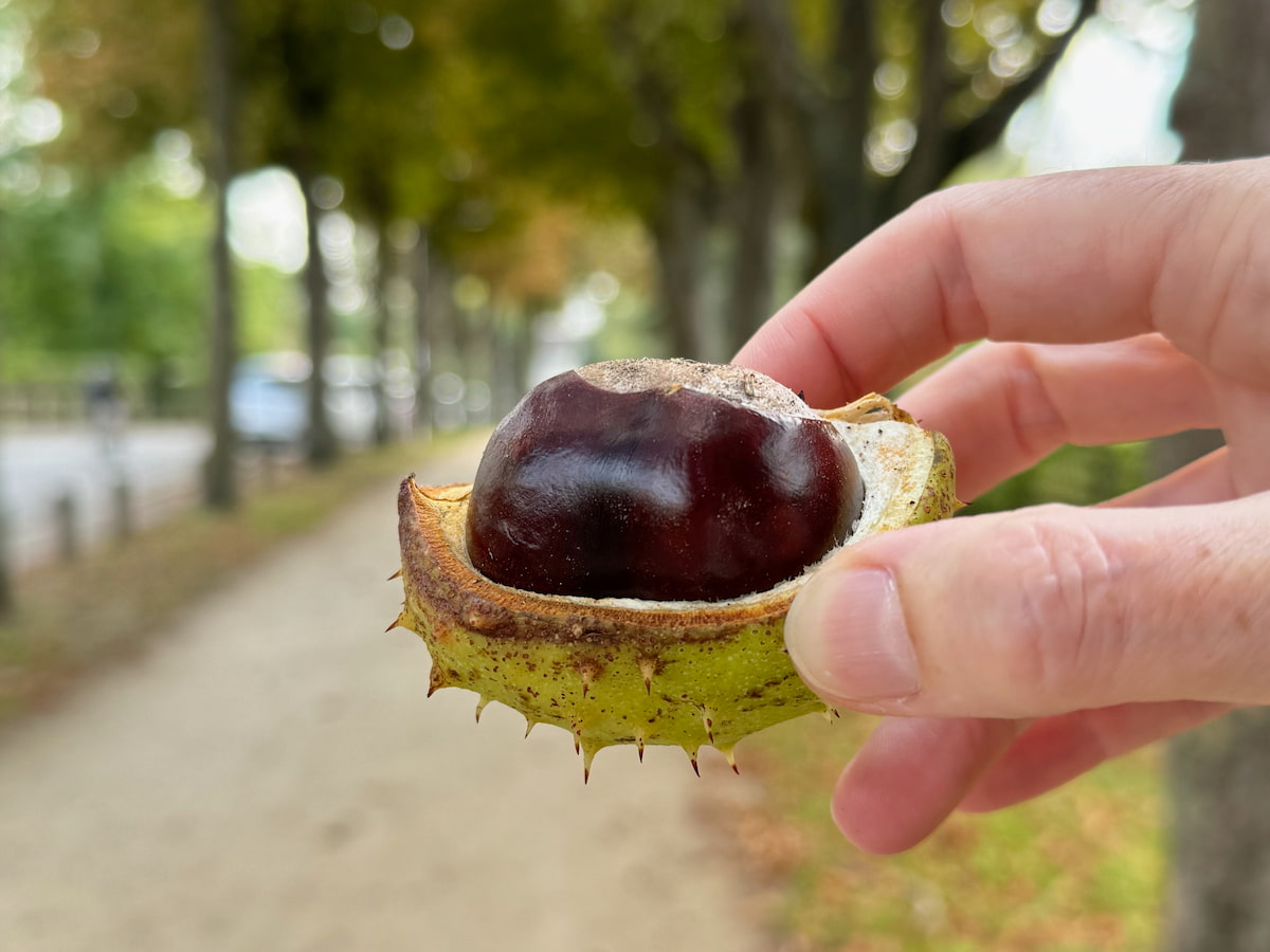 holding a fallen horsechestnut off the tree, showing the conker in half of the shell