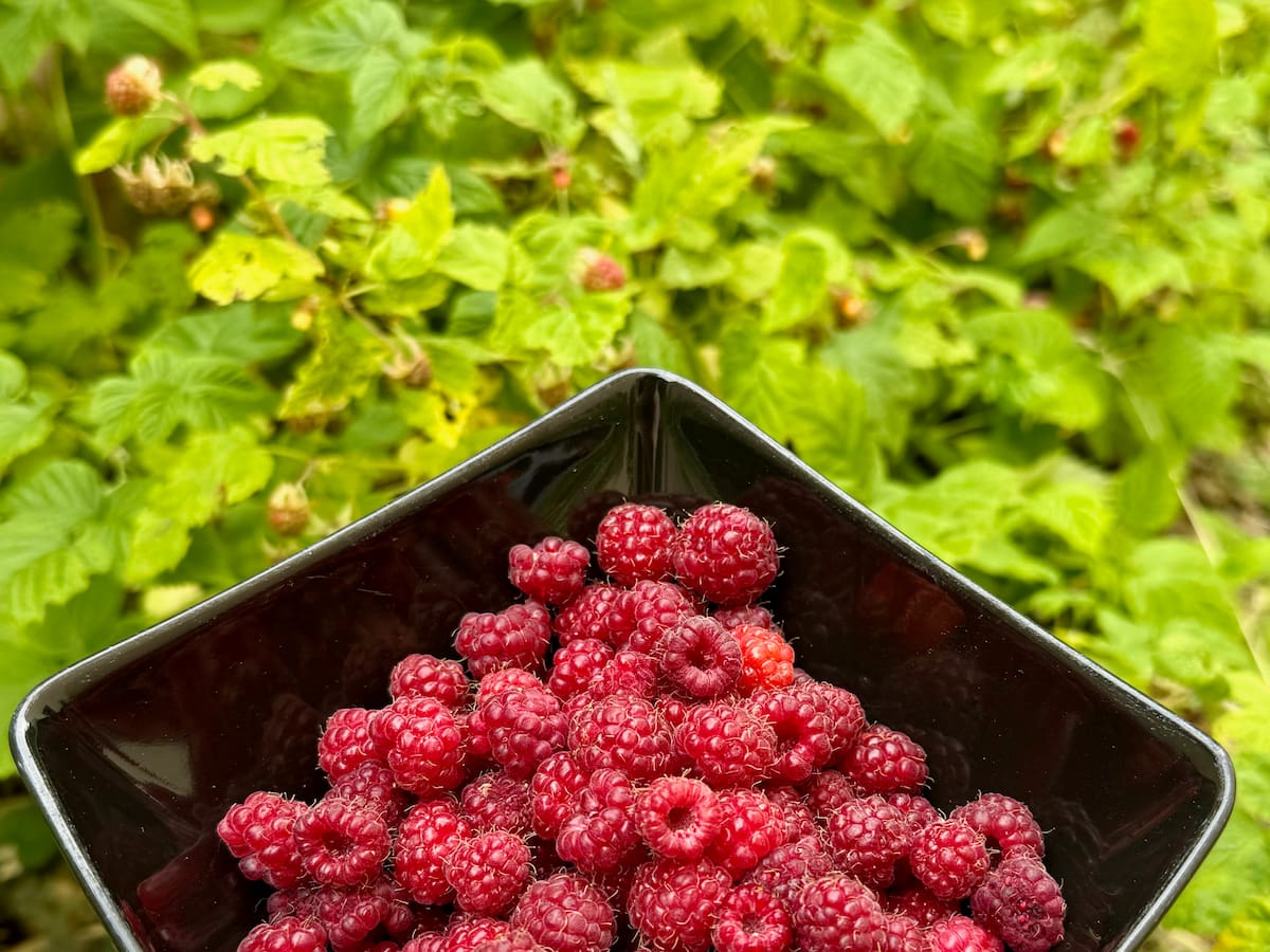 bowl of fresh raspberries freshly picked from the bushes showing the leaves which are used as an infusion