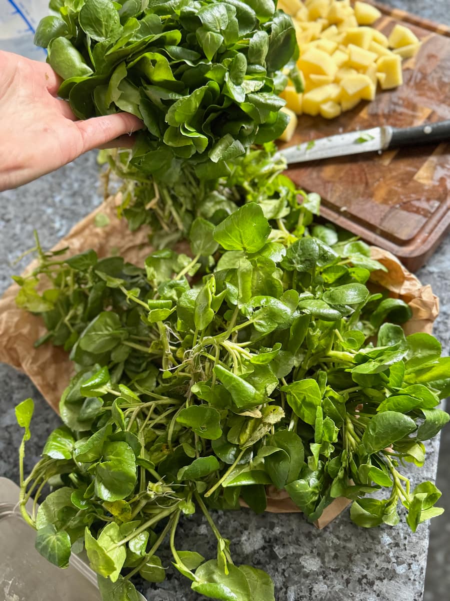 preparing watercress, discarding the large woody stalks