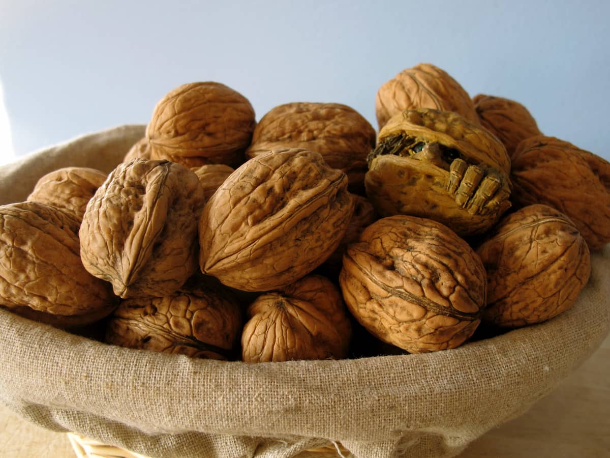 bowl of walnuts with a trowl face and hands in one of them