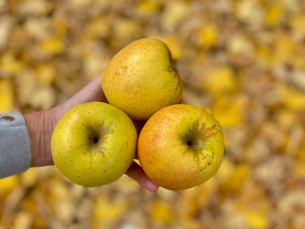 golden delicious apples