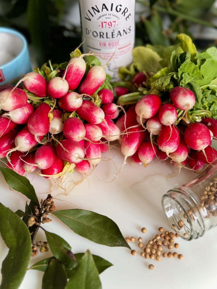 fresh pink French breakfast radishes with a bottle of wine vinegar, bay leaves, sea salt and coriander seeds