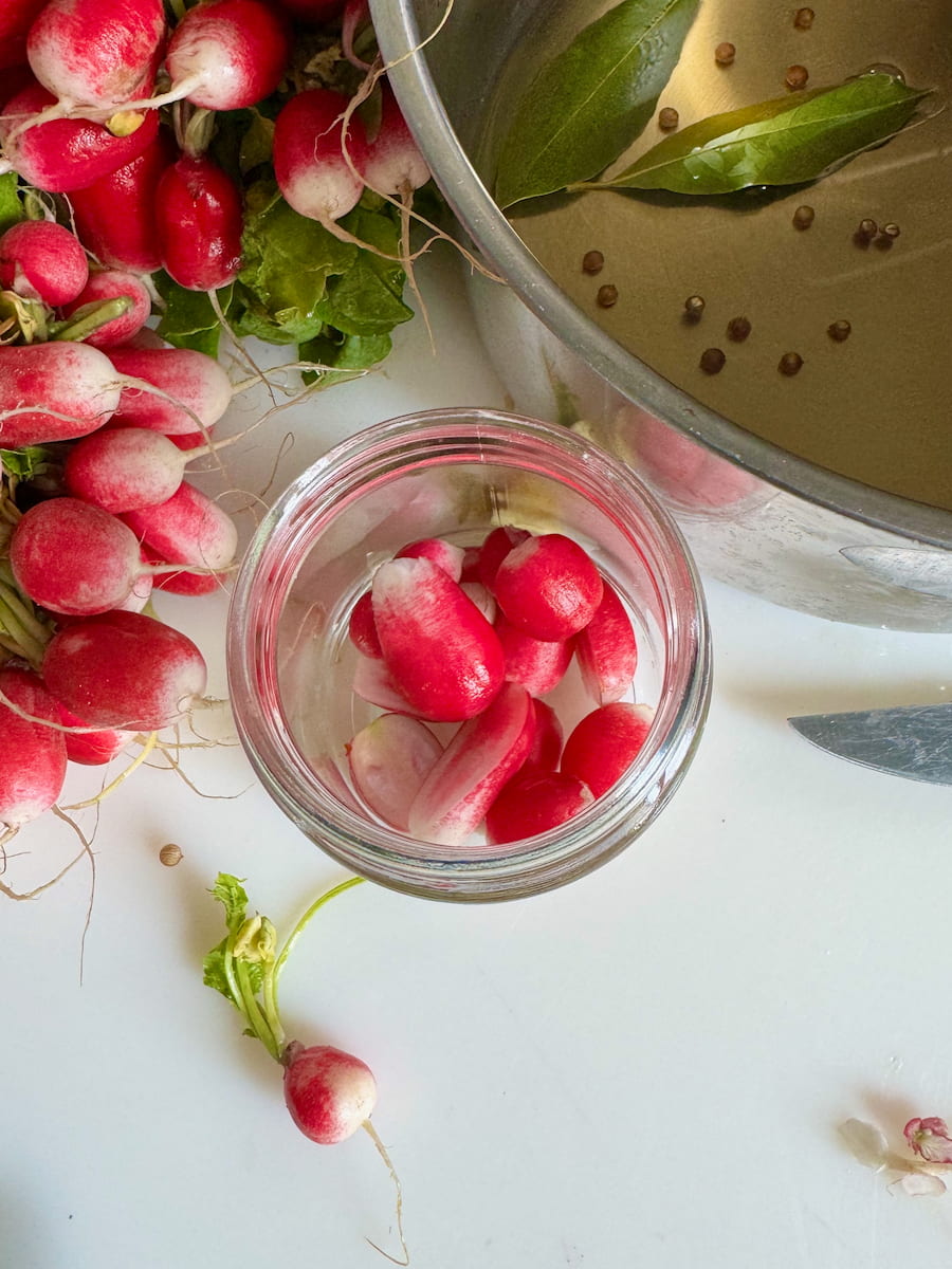 fresh pink radishes in a glass jar with a saucepan of cooled vinegar, herbs and spices